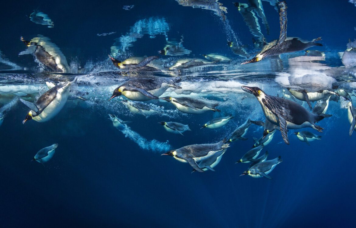 Pinguine schwimmen durch das Wasser